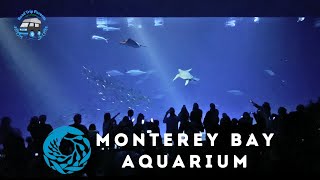 Is the $60 Monterey Bay Aquarium Ticket Worth the Experience?