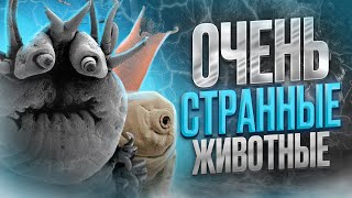 Топ 3 невероятно маленьких животных