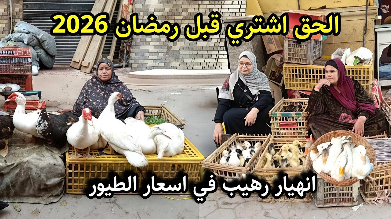 اسعار الطيور اليوم قبل رمضان 2026 🌜 مستحيل تتكرر مفاجاة 💥 اسعار البط والوز وفراخ التربية