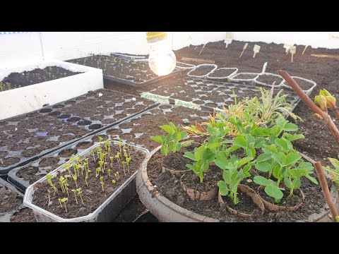 Video: Zaštita salate od mraza - Da li će mraz oštetiti biljke salate