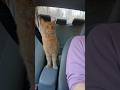 Tito the Orange Cat learns to drive a car #cats #driving #funnycats