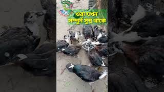 চিনা হাঁসের স্বাস্থরক্ষা আপনার একান্ত জরুরী, ডাক্তার খামারী