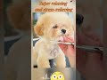 Immersive Dog Hair Cutting #asmr #dog #doglover #relaxation #comfort