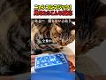 【笑劇】ニャンコにマジックを見せたらこんな反応をしたw #猫 #ねこ #ニャンコ #猫動画 #かわいい #猫のいる暮らし #カワイイ #面白い #面白動画 #shorts