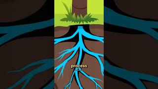 The Secret Inside Your Coconut.