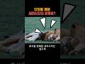 수컷사자의 휴식을 방해한 새끼사자의 운명 Animals 수컷사자의 휴식을 방해한 새끼사자의 운명 Animals