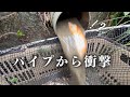 【あの140万回再生】パイプから錦鯉シリーズの最新作#koi #koifish #塩田養鯉場