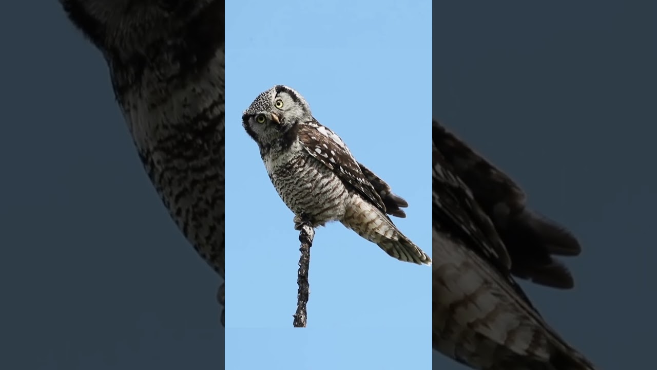 Northern Hawk Owl 