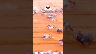 भुंगा आणि मेहेरबान 🔥 राजा ७७७ मैदान सेमी १० 😈 #bailgadasharyat #बैलगाडा #shorts #viral #cow #भुंगा