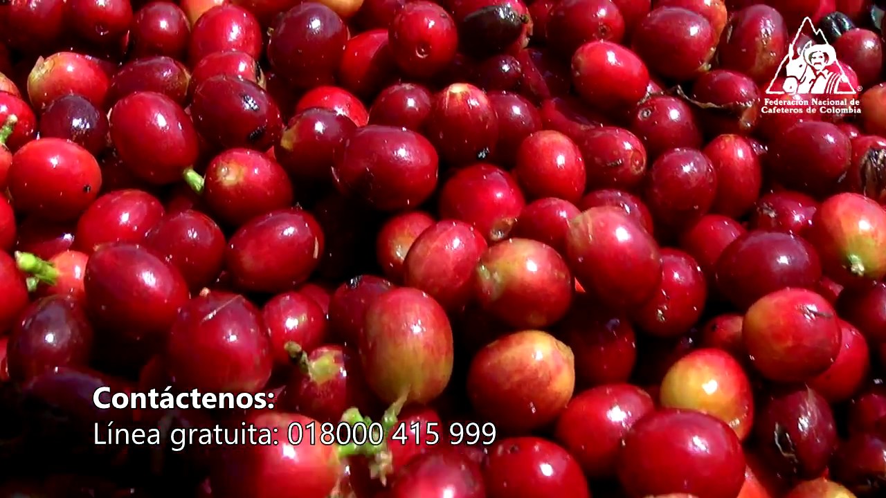 Antioquia es el mejor lugar del país para la recolección de café