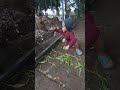 #rusa #nur #zoo #deer