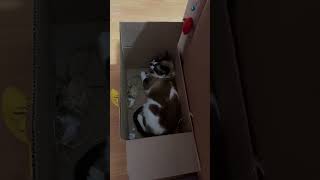Teniendo cama y su torre, prefiere una caja 🫠🫠 #cat #catlover #pet #box #catbox