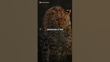 Discipline Is The~😎🔥| Attitude Status #shorts #sigma #trending