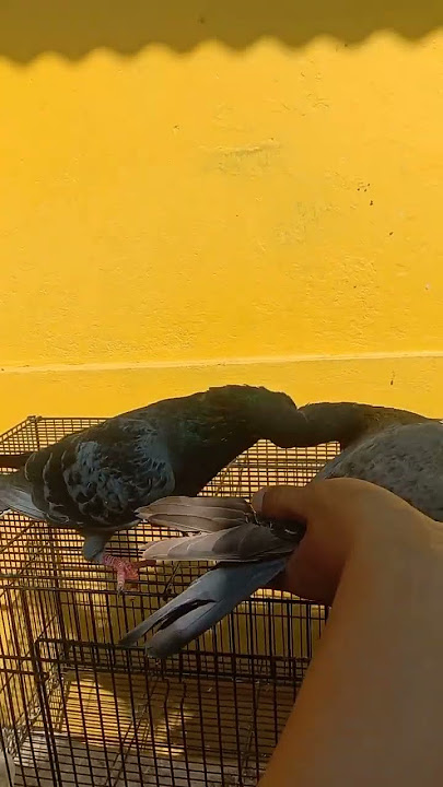 HASIL INBREED DARAH YAKUZA #putralotus71