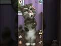 Talking Tom Cat #shorts #funny #viral #talkingtom #shortsfeed #ytshorts #cat