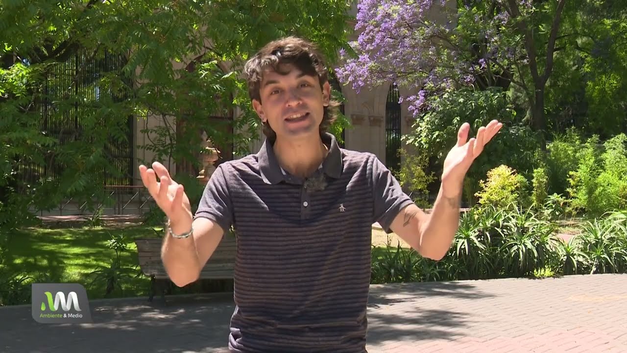 Jacarandá: el árbol que tiñe de violeta nuestras ciudades