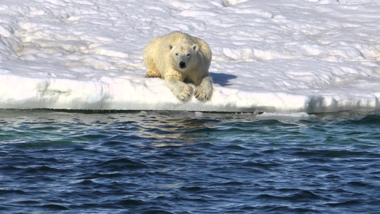 Polar Bear Swims 400 Miles