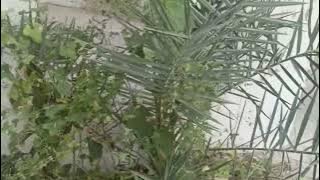 Beautiful plants 🌵😍 in my college 😀