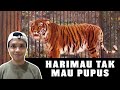 Harimau Tak Mau Pupus