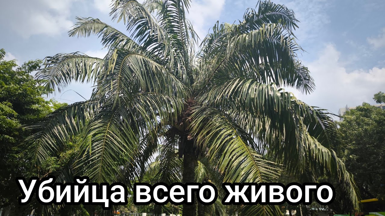 МИЛЛИОНЫ ЛЮДЕЙ умирают из-за этого растения по всей Земле. Как себя спасти?