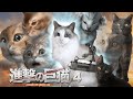 【猫ミーム】進撃の巨猫 第4話 Attack on Cat ep.4