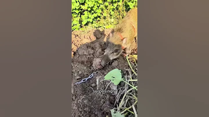 A wild boar that helps with farming. #shorts #animals #boar #cute #rescue