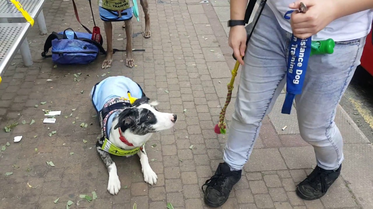 Assistance Dog Distraction Practise (8 months old) - YouTube