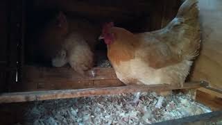 18 day old chicks going to bed