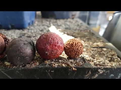 How to Prepare Western Australian Sandalwood Nuts and Quandong Seeds for Planting