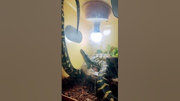 Top shelf Jungle carpet python x coastal, Jaguar, Carpet Pythons, paring, looking forward to this