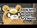 GOUBA being THE CUTEST for an entire minute