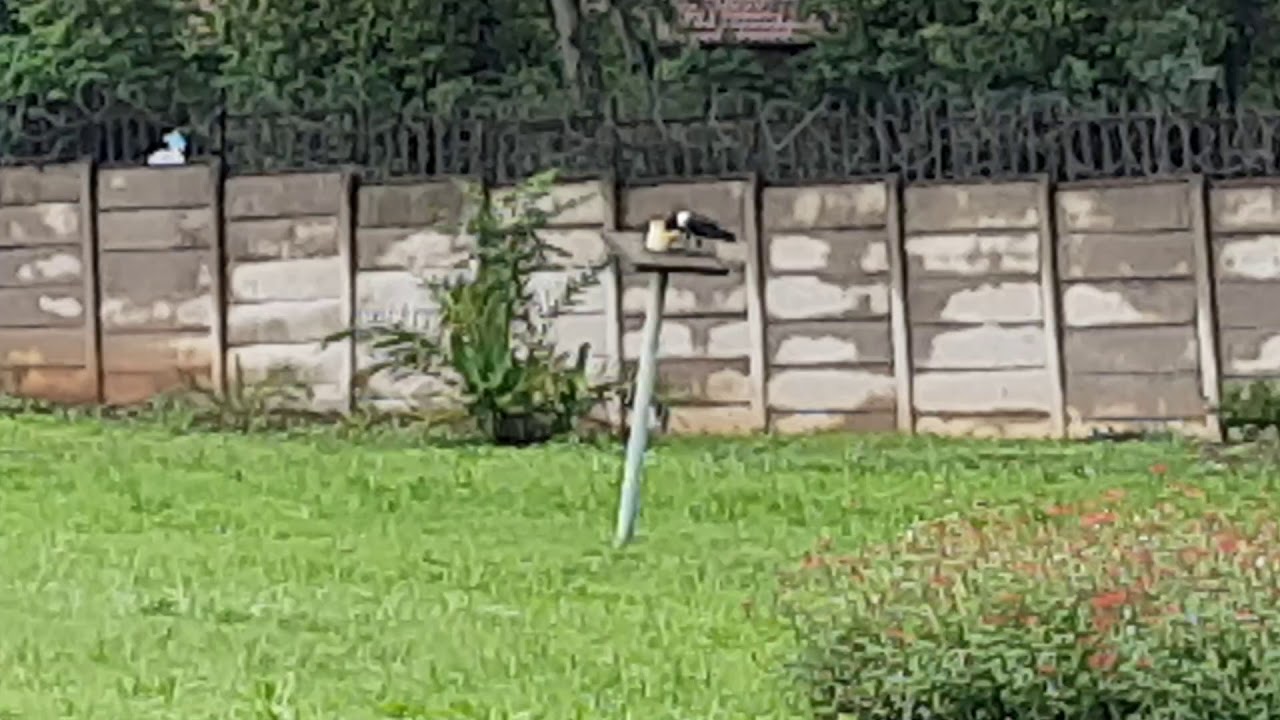 Pied Crow has a routine of how to walk around this bowl 