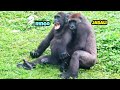 Ringo is overturned by Jabali🤪😆🤣林戈被呷百二翻過去