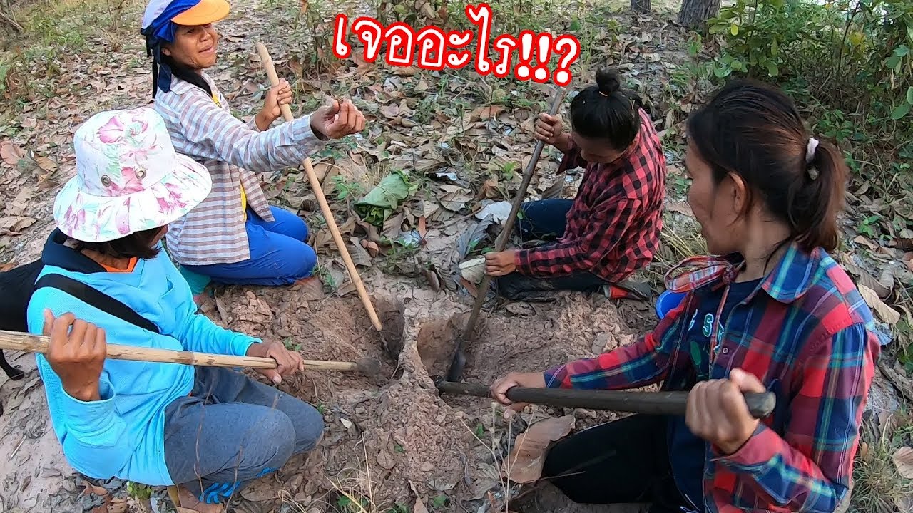 เจออะไร!!? ถึงต้องขุดช่วยกันทั้งหมด!!? เข้าป่าหาขุดแมงจินูนแดงใหญ่ พอได้อยู่ได้กินพี่น้อง