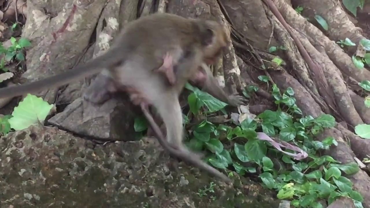 Baby Lori Fall Down From Tree ,Very poor baby lorui,when baby lori sad