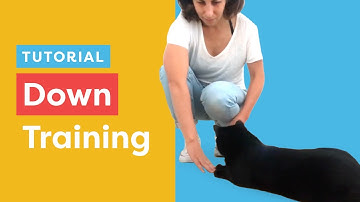 Train Your Cat To Lie Down With Clicker Training