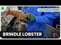 Safety first at sea  giant lobster hunters  documentary