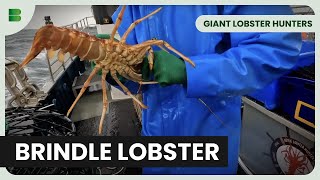 Safety First at Sea - Giant Lobster Hunters - Documentary