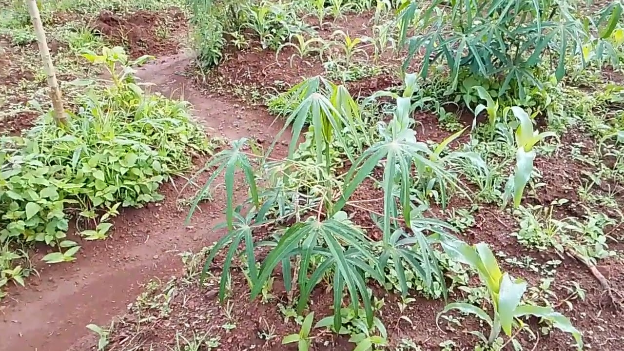 Wow! Look at amazing African garden that have a medicine in it,I am lwijisyo