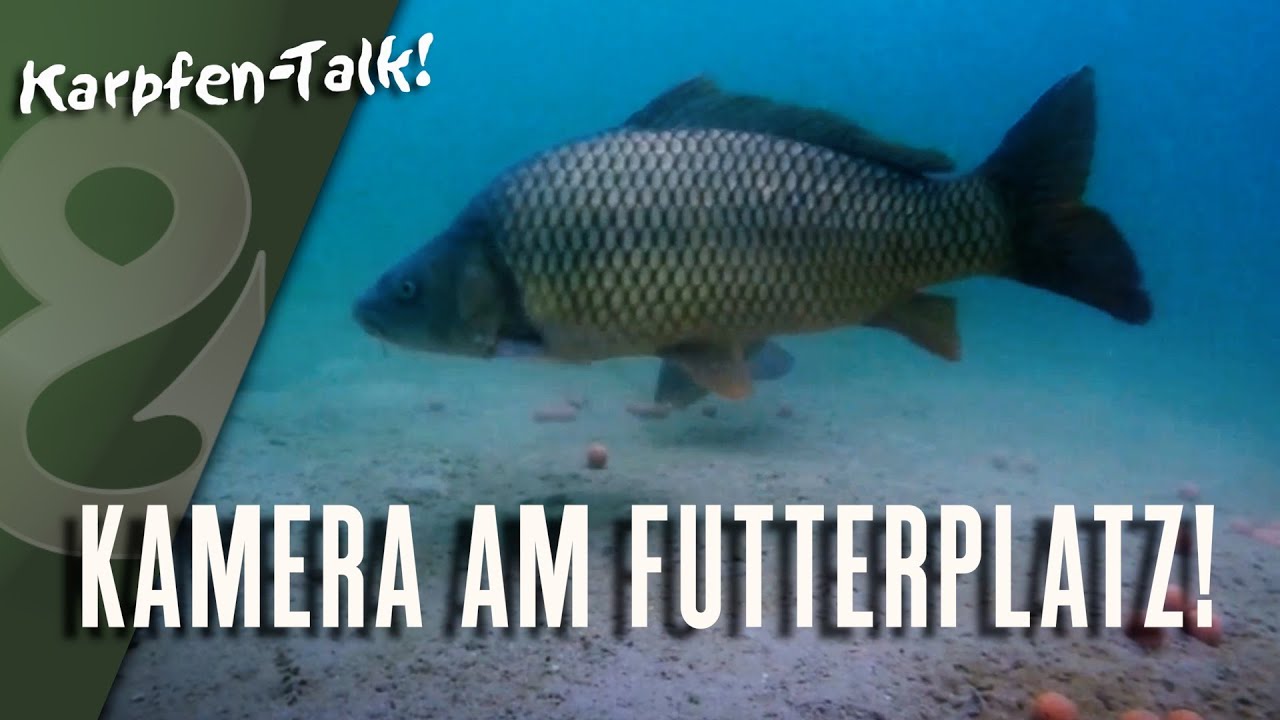 Der Karpfen im Detail | Fisch und Grips