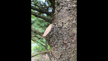 Proper Pruning of Spruce