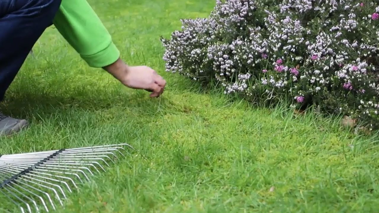 Spring lawn care YouTube