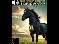 HORSE SOUND EFFECT - #freesoundeffects #horse #horsesounds  #effettisonori #sound #versodelcavallo