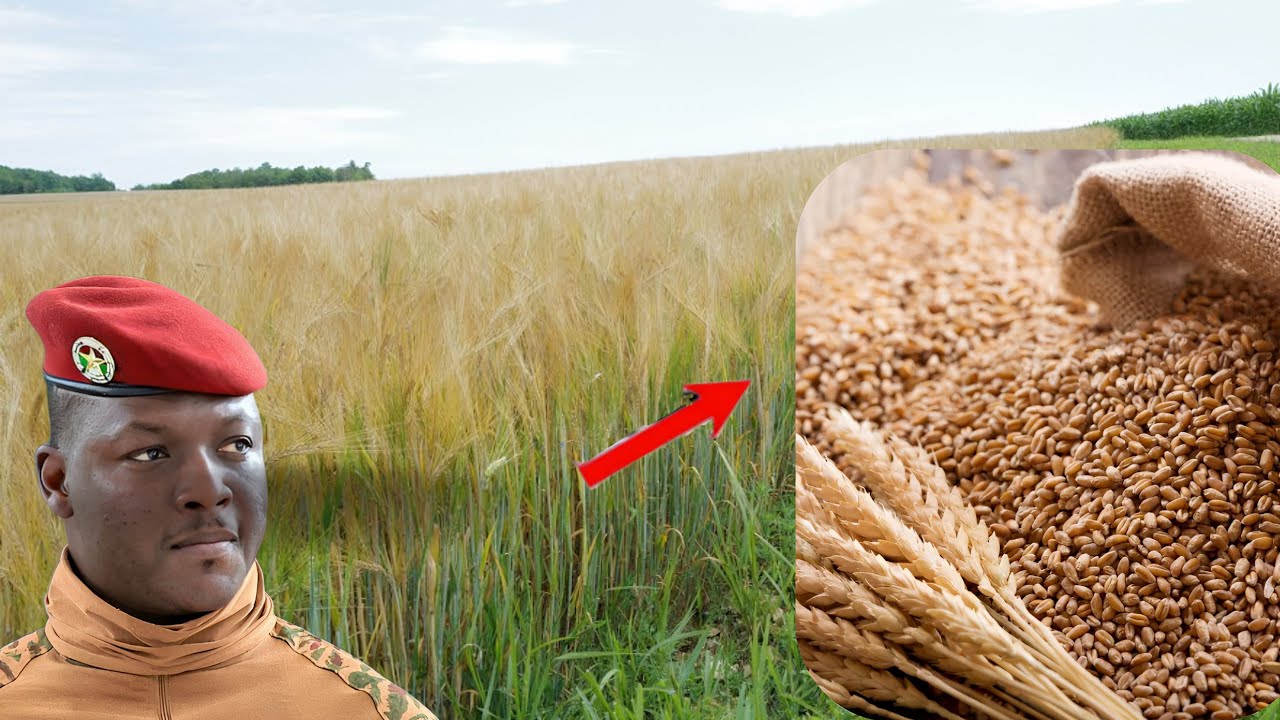 Burkina Faso : Une Révolution Agricole avec la Production Locale de Blé ...