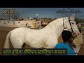 Marwari horse||सारंग खेड़ा में आया रुस्तम फिर से विजेता बनने के लिएऑल इंडिया चैंपियन रुस्तम