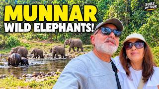 12) Munnar, Kerala: Tea Hills, Waterfalls & Wild Elephants