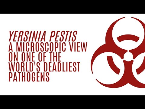 Video: Unde se găsește pestis?