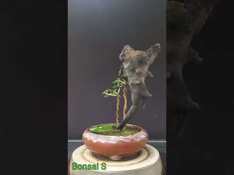 Video Sam hương trên gỗ lũa #shorts - youtube