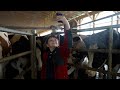 Allied Milk - LegendDairy