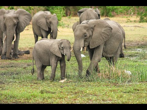 Video: Kuidas Mandariini Süüakse